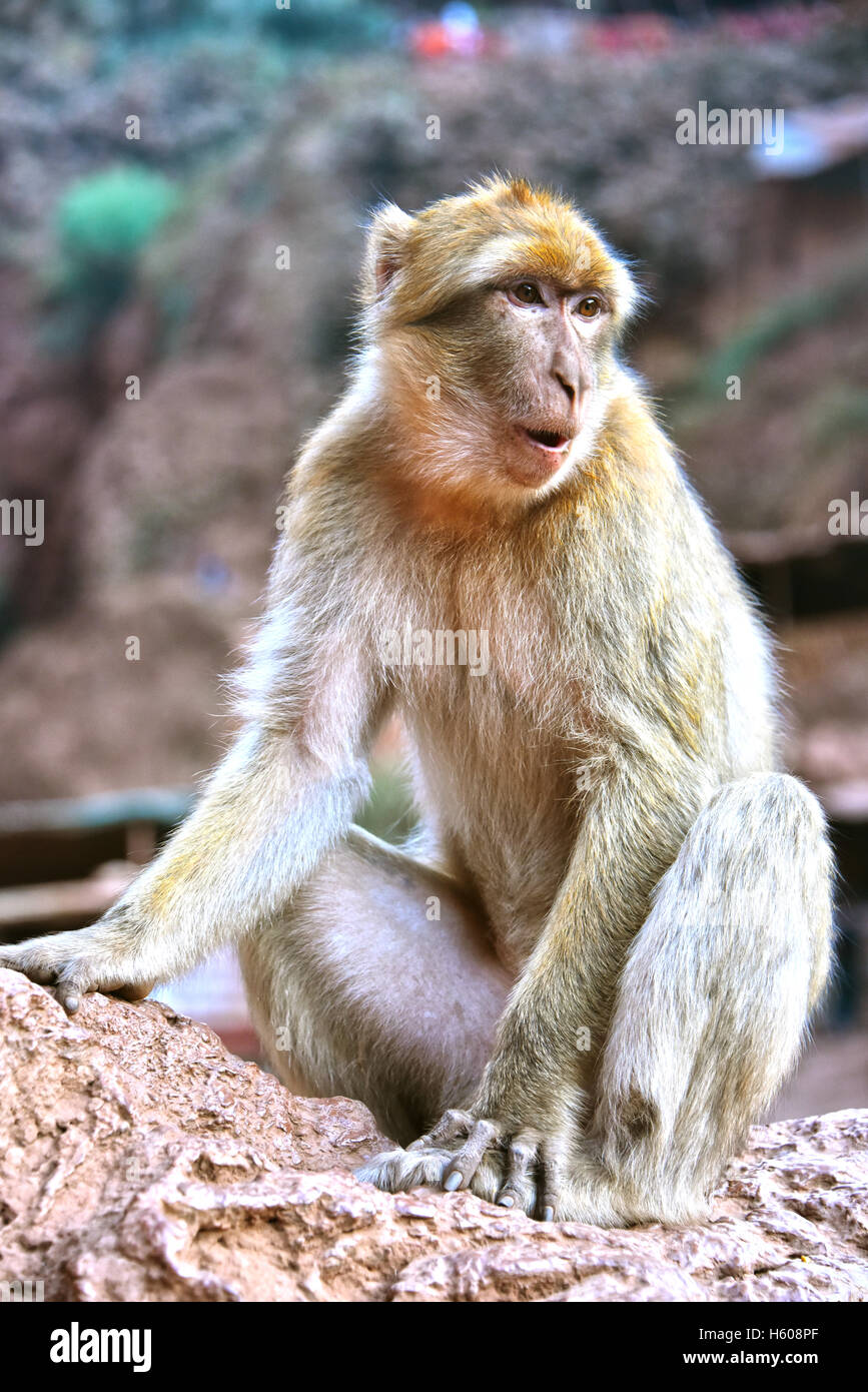 Barbary macaque (Macaca sylvanus), a Ouzoud cade in Marocco Foto Stock