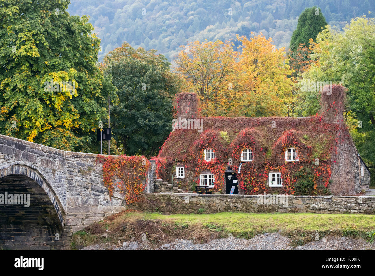 Tu Hwnt I'r Bont sala da tè in pittoreschi cottage con red Virginia superriduttore da Pont Fawr bridge e Afon Conwy fiume in autunno. Llanrwst Conwy Wales UK Foto Stock