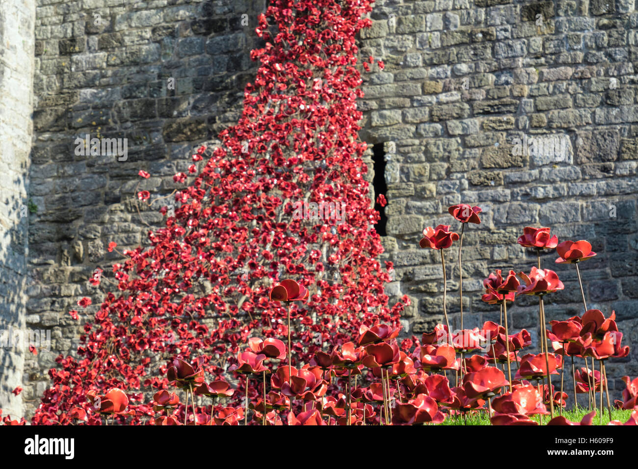 Basso angolo di finestra di pianto arte scultura ceramica papaveri rossi display in Caernarfon Castle pareti. Caernarfon Gwynedd Wales UK Foto Stock