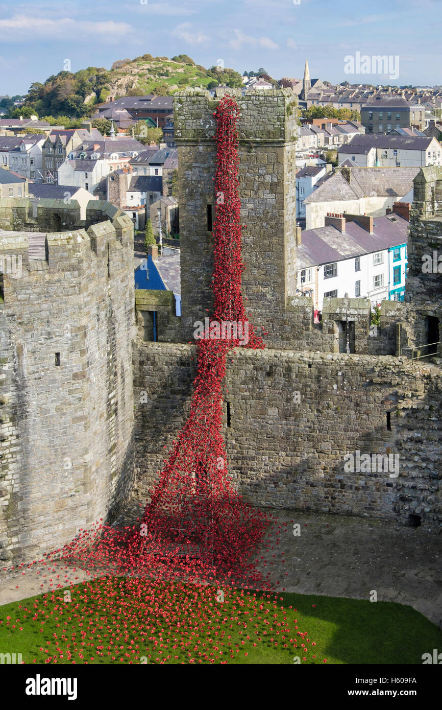 Alta Vista della finestra di pianto arte scultura ceramica papaveri rossi display in Caernarfon Castle pareti. Caernarfon Gwynedd Wales UK Foto Stock