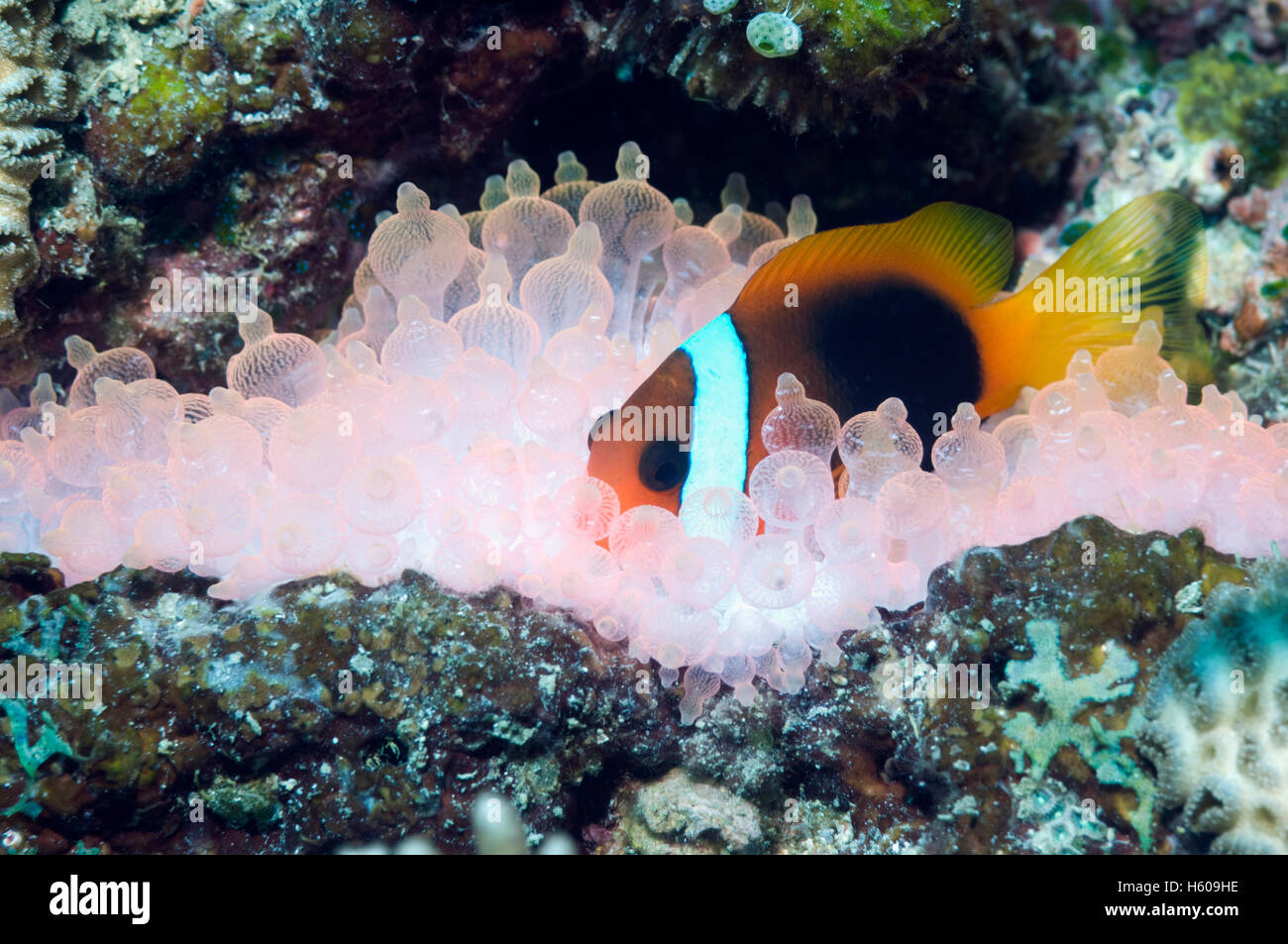 Rosso e nero (anemonefish Amphiprion melanopus) in punta di bolla (anemone Entacmaea quadricolor). Arancione/rosso fluorescente. Il te Foto Stock