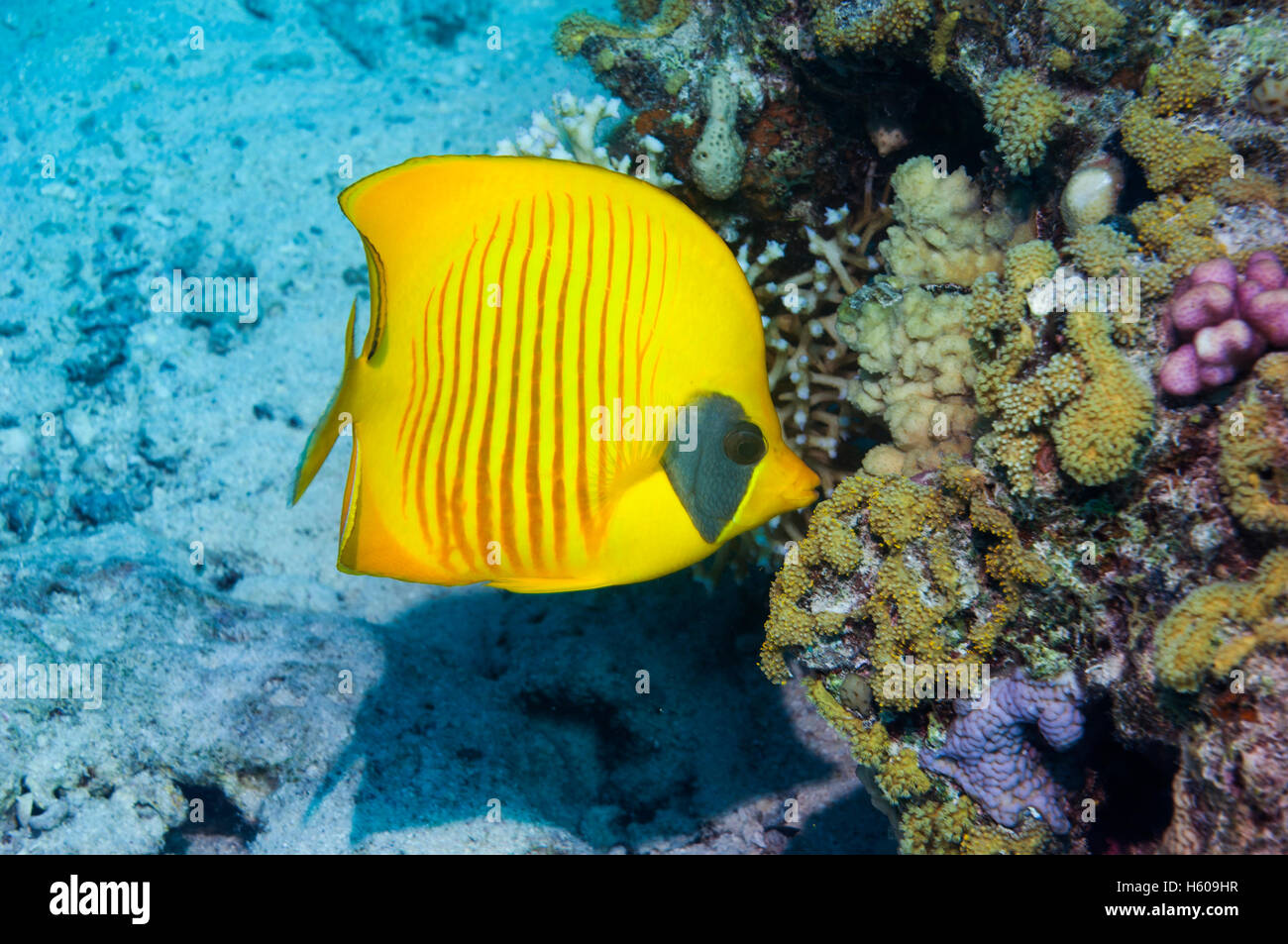 Golden butterflyfish [Chaetodon semilarvatus] sulla barriera corallina. Egitto, Mar Rosso. Foto Stock