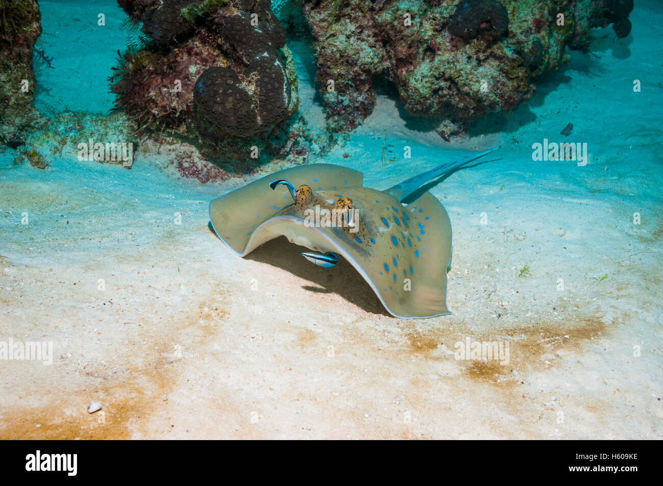 Bluespotted ribbontail ray (Taeniura lymma) con il detergente tordi [Lutjanus dimidiatus]. Isole Similan, sul Mare delle Andamane, Thailandia. Foto Stock
