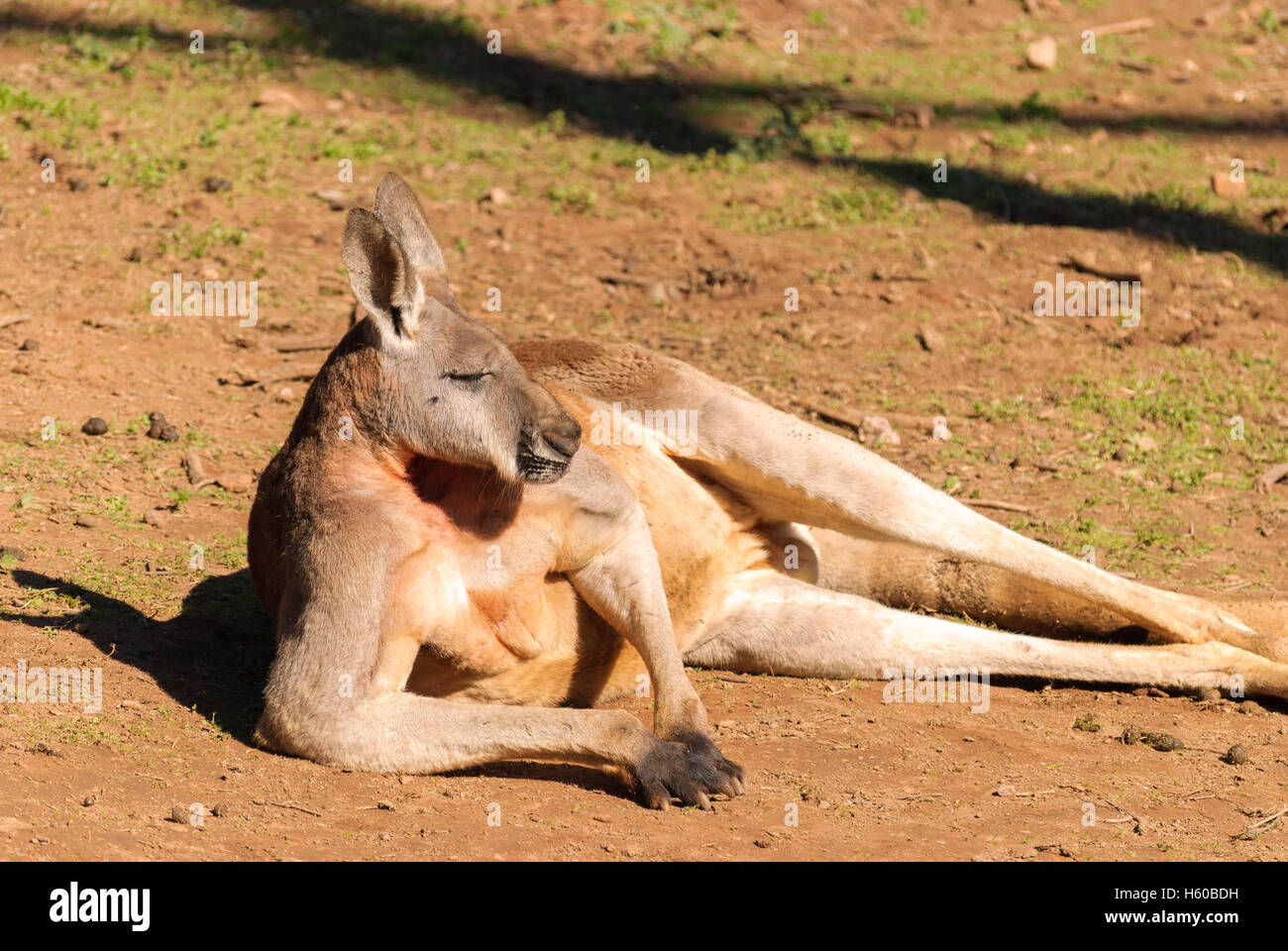 Un canguro in appoggio sul gomito sul terreno in una giornata di sole Foto Stock