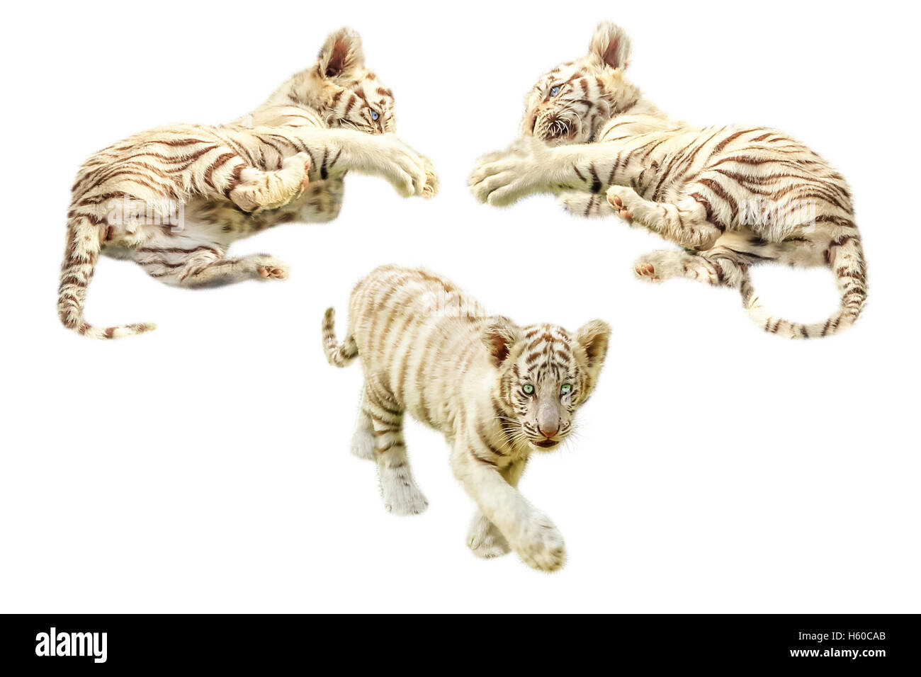 Baby tigers giocando Foto Stock