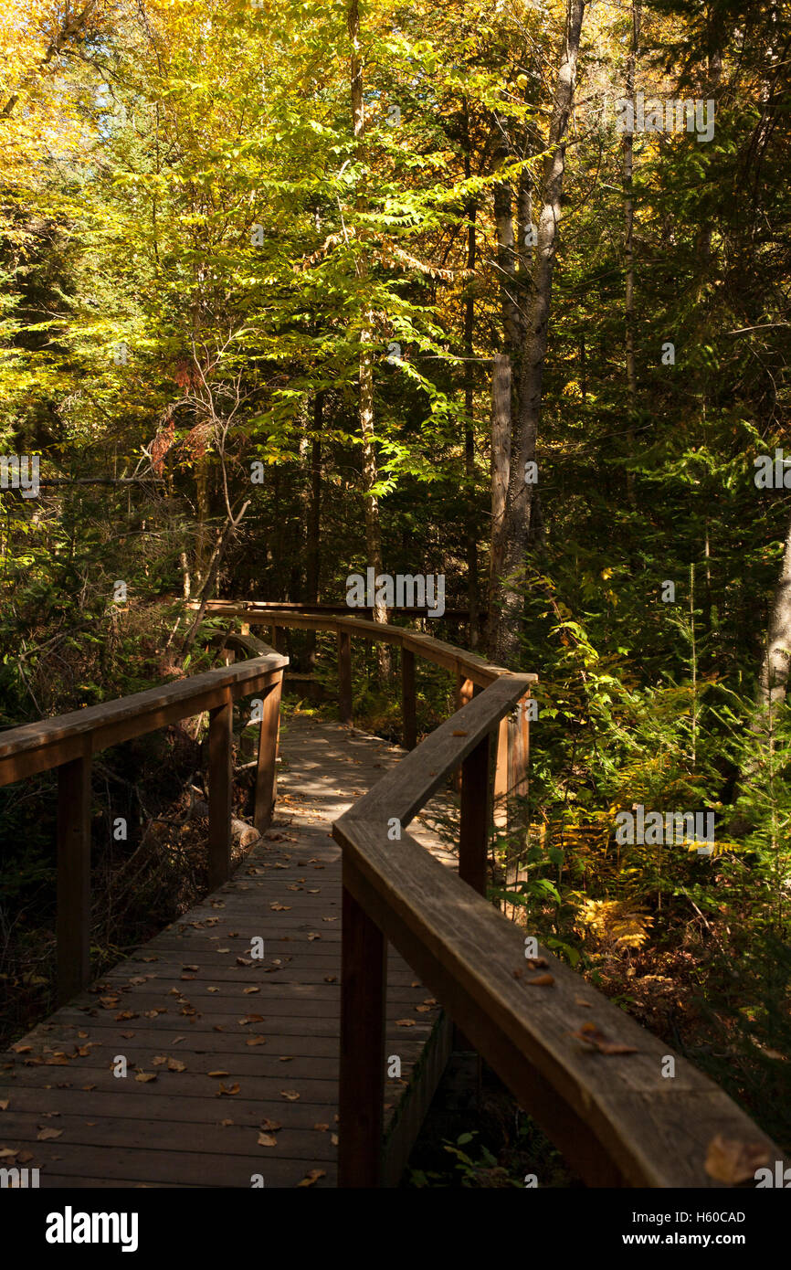 Il Boardwalk trail nel centro selvatici in New York Adirondacks a Tupper Lake. Foto Stock