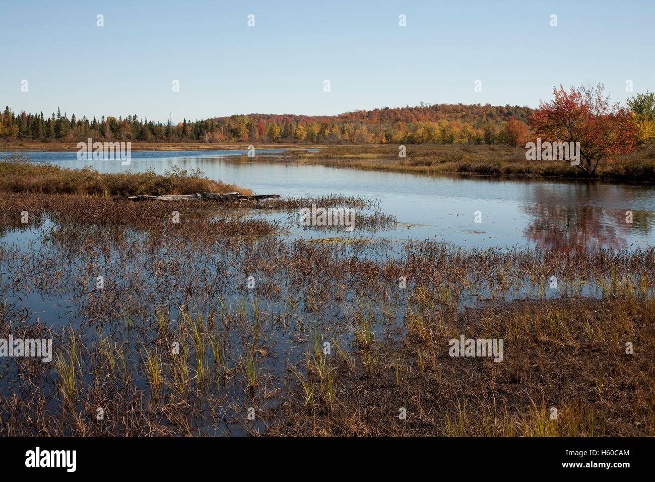 La vista del fiume vicino al centro selvatici in New York Adirondacks a Tupper Lake. Foto Stock