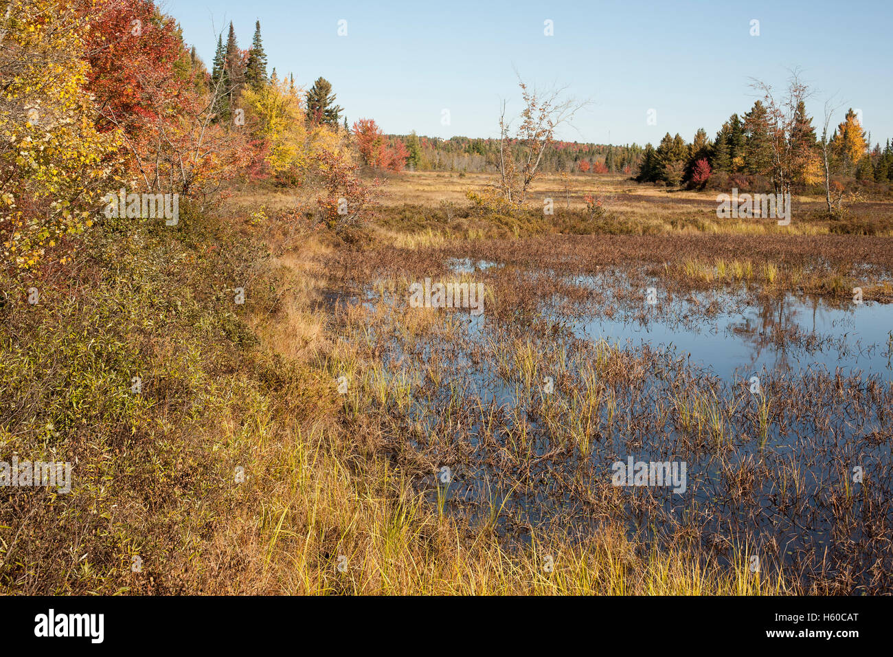 La vista del fiume vicino al centro selvatici in New York Adirondacks a Tupper Lake. Foto Stock