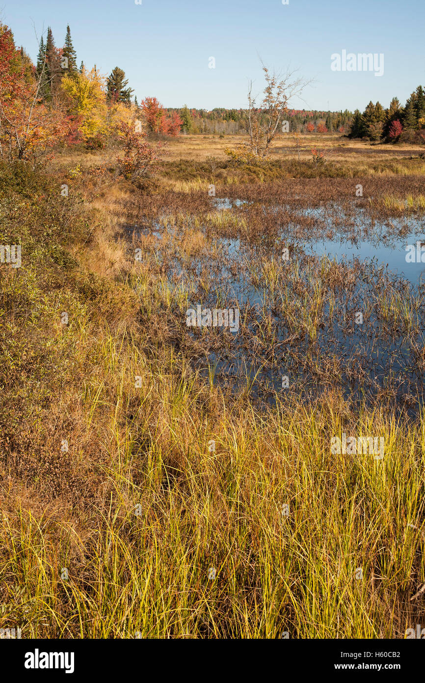 La vista del fiume vicino al centro selvatici in New York Adirondacks a Tupper Lake. Foto Stock