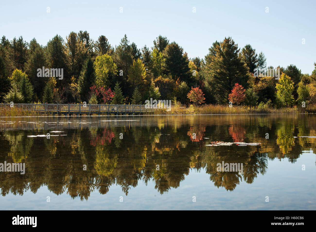 La vista del man-made trota laghetto presso il Centro selvatici in New York Adirondacks a Tupper Lake. Foto Stock