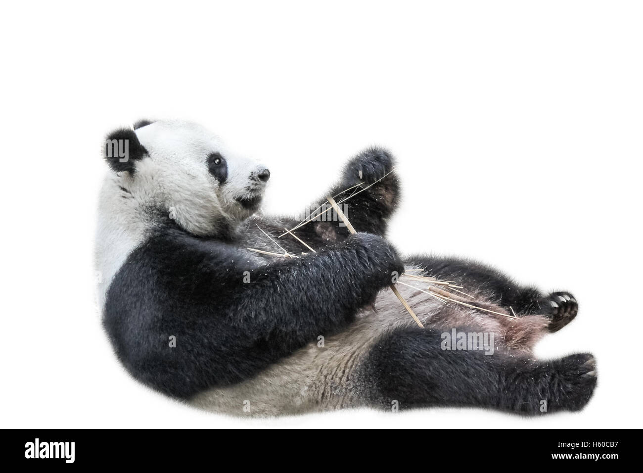 Panda gigante rilassante Foto Stock