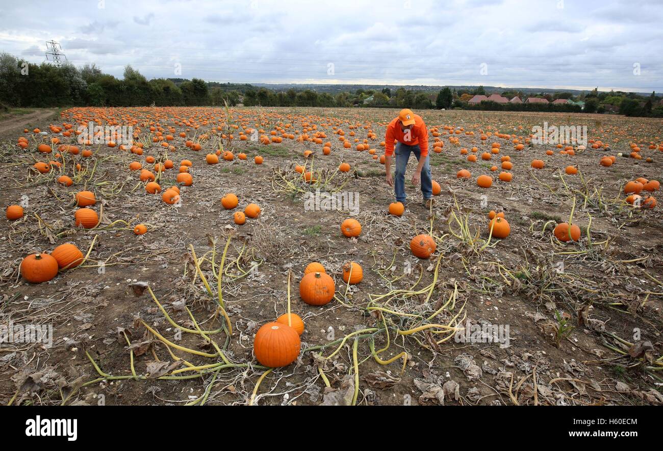 Agricoltore Charlie Eckley controlla i suoi campi di zucche a sua luna di zucca sito in Maidstone Kent, prima della festa di Halloween alla fine del mese. Foto Stock