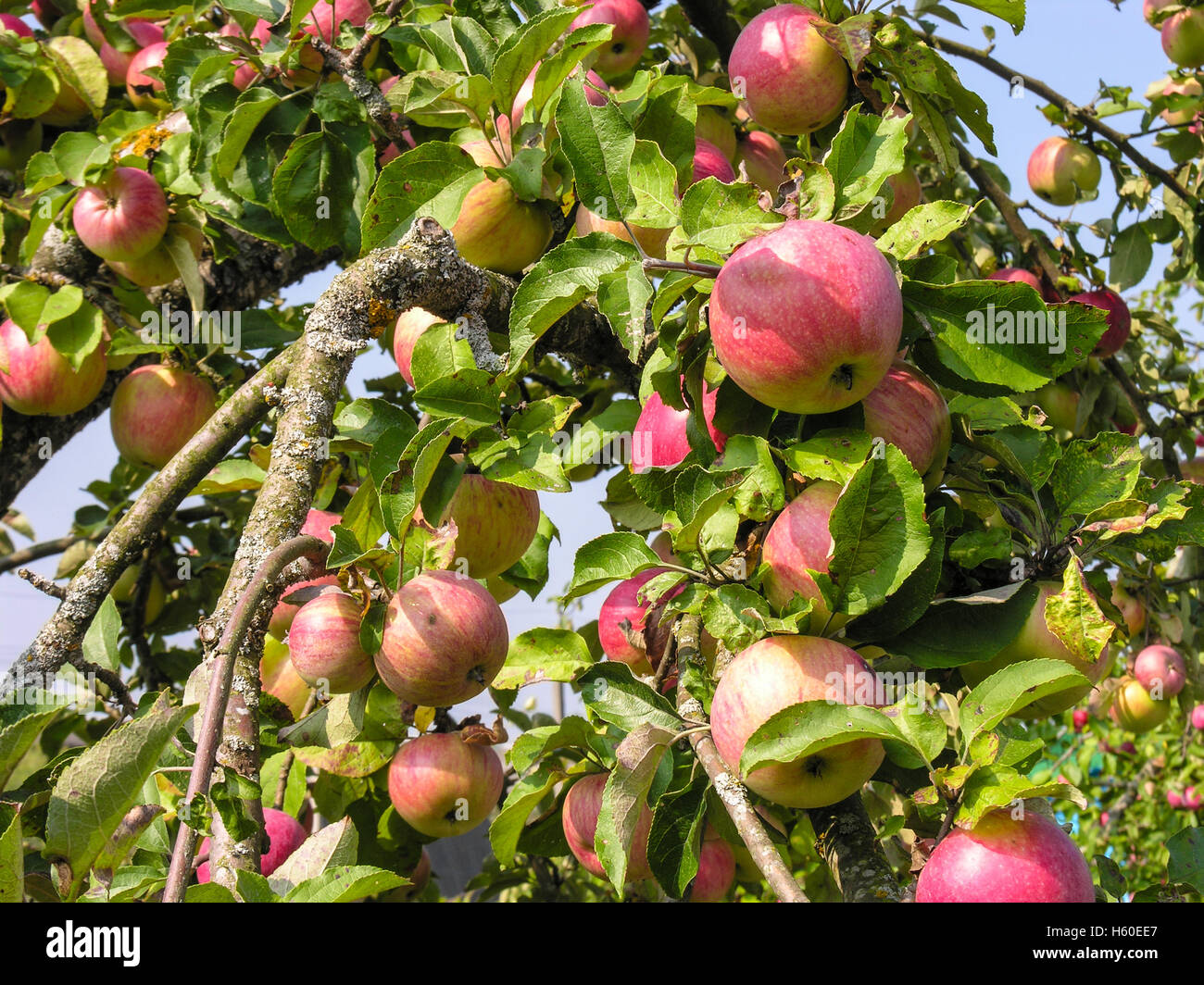 Diramazione con una impressionante raccolta di mele mature Foto Stock