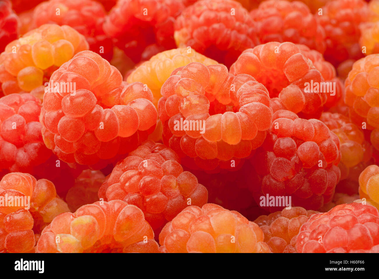 Rose frutta Lampone closeup visualizzare lo sfondo Foto Stock