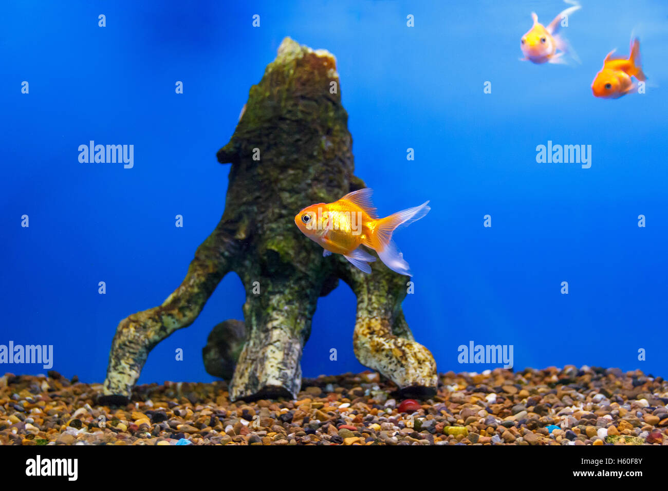 Gruppo di rosso arancione parrot cichlid pesci su sfondo blu Foto Stock
