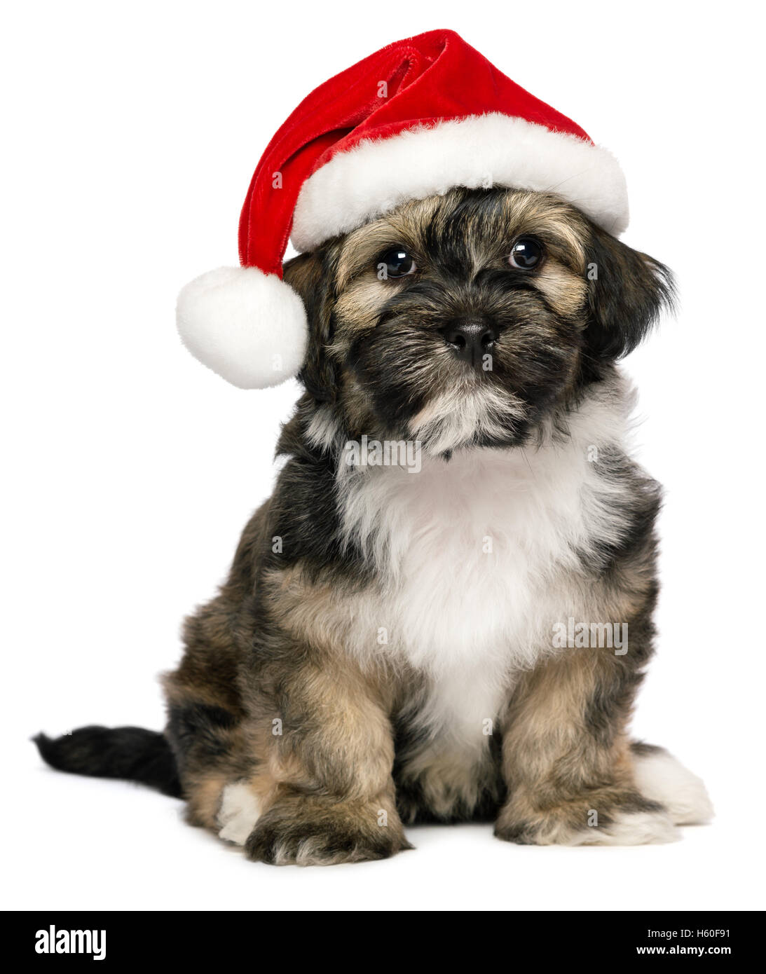 Carino il Natale Havanese cucciolo di cane con un cappello da Babbo Natale Foto Stock