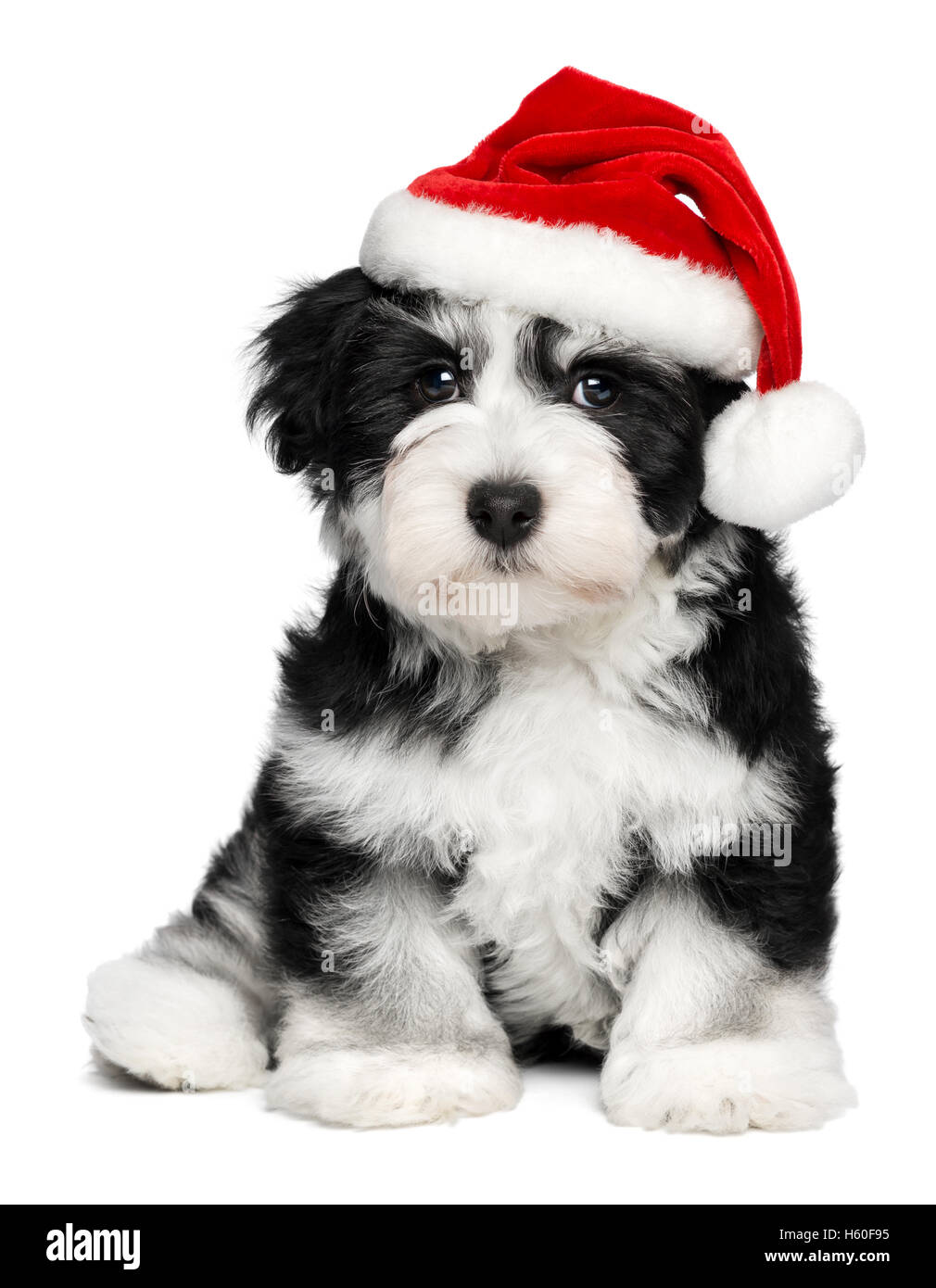 Carino il Natale Havanese cucciolo di cane con un cappello da Babbo Natale  Foto stock - Alamy