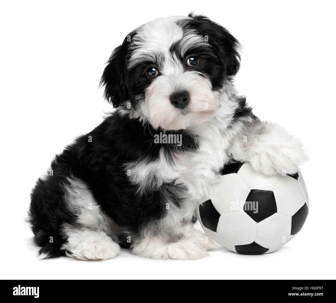 Carino havanese cucciolo di cane con un pallone da calcio toy Foto Stock