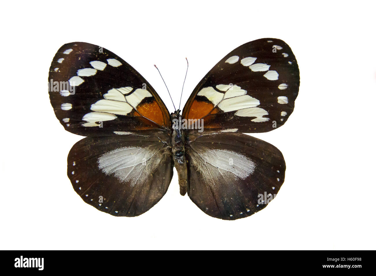 Un unico grande abbastanza butterfly sul museo stand isolato Foto Stock