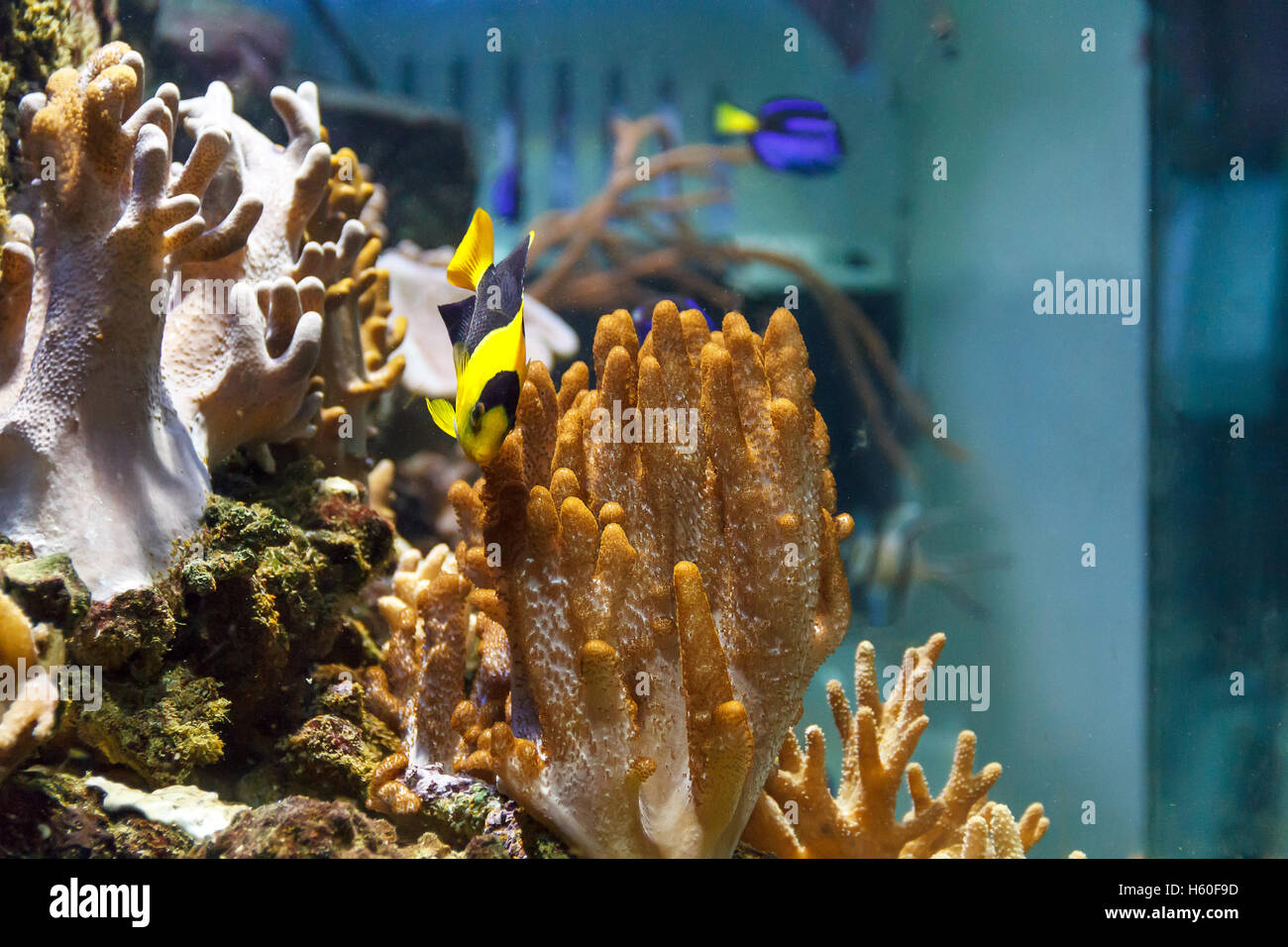 Una piccola pomacanthidae colorati pesci angelo nuoto in acquario Foto Stock