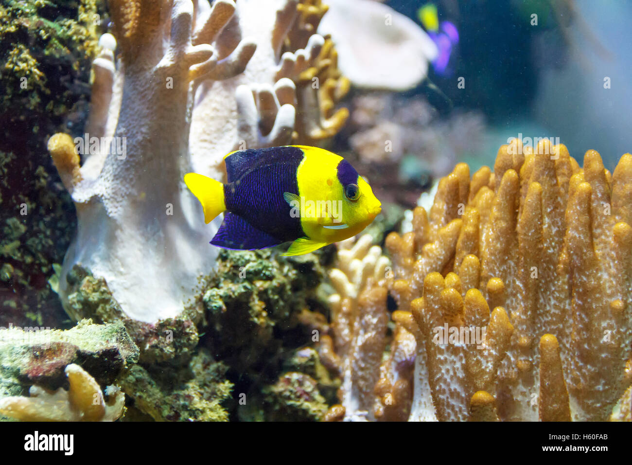 Una piccola pomacanthidae colorati pesci angelo nuoto in acquario Foto Stock