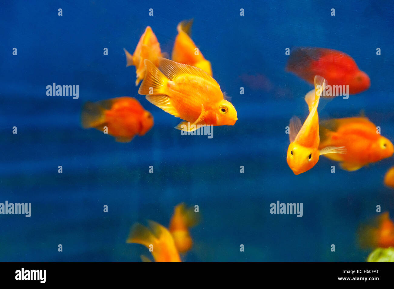 Gruppo di rosso arancione parrot cichlid pesci su sfondo blu Foto Stock