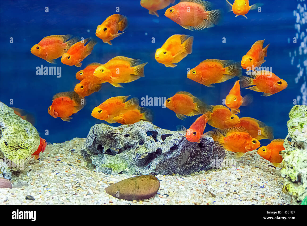 Foto di pesci di acquario red parrot cichlid Foto Stock