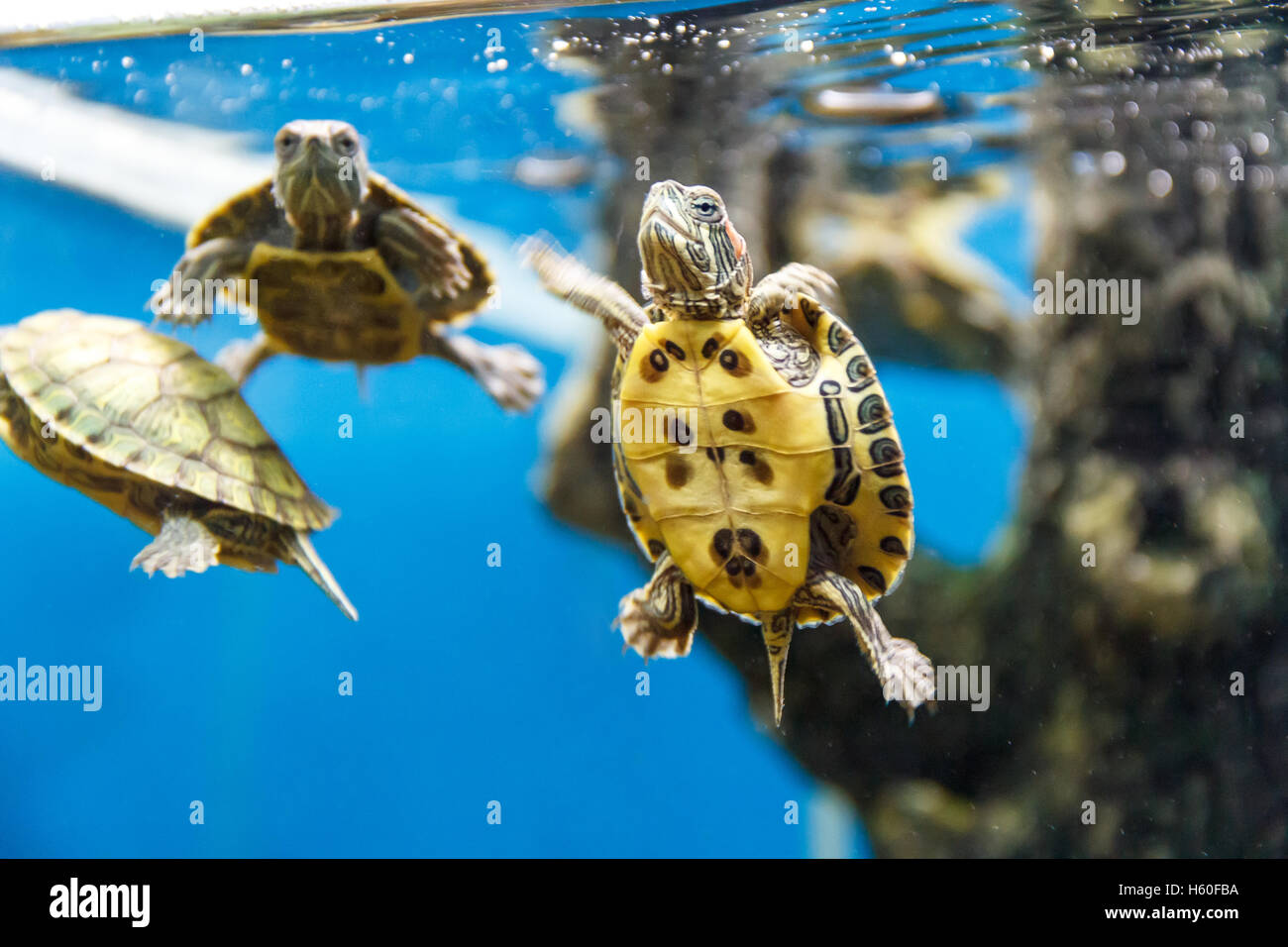 Le tartarughe marine nuotare nella piscina la vasca dell'acquario Foto Stock