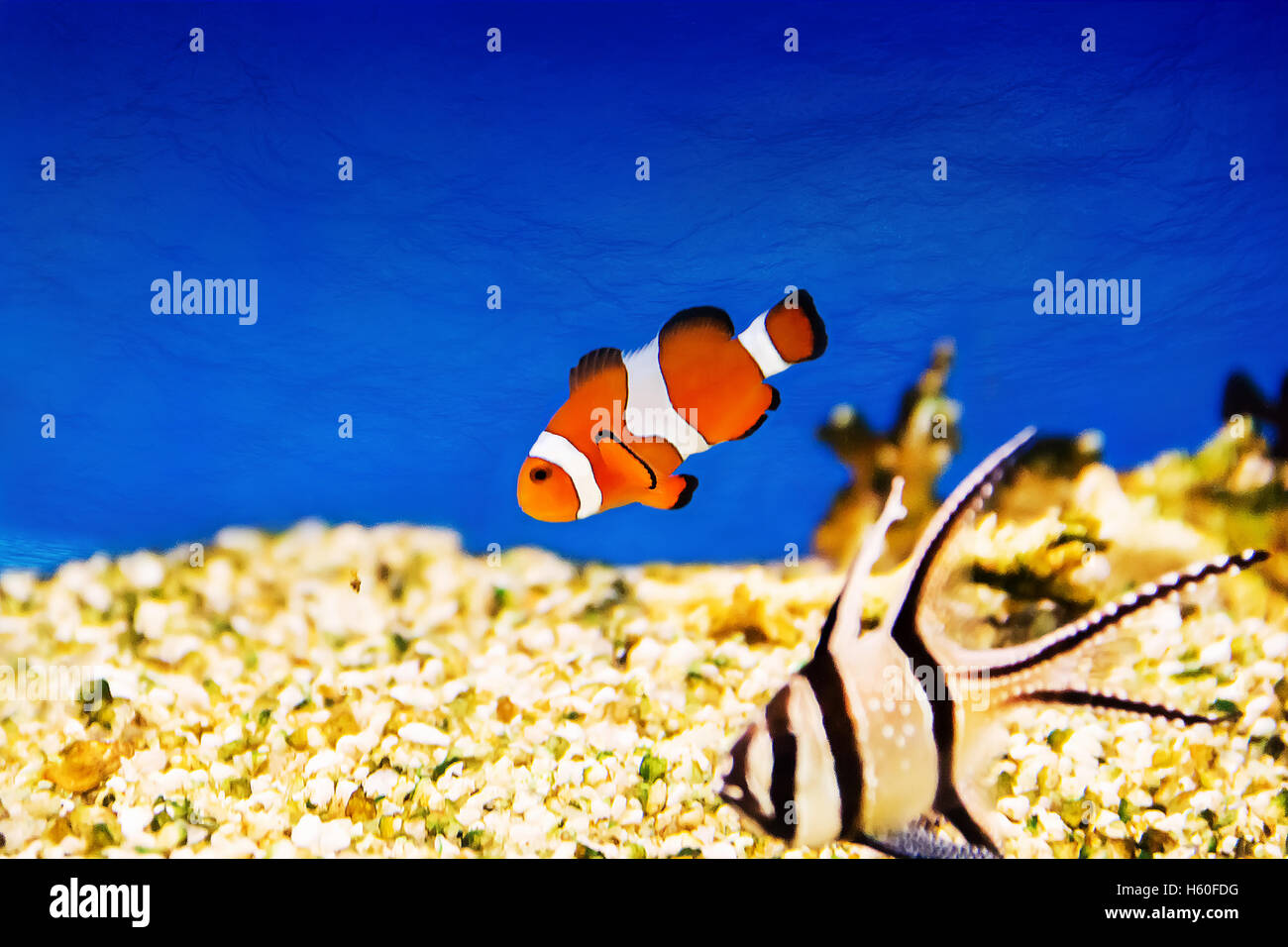 Foto di acquario pesce pagliaccio in acqua turchese Foto Stock