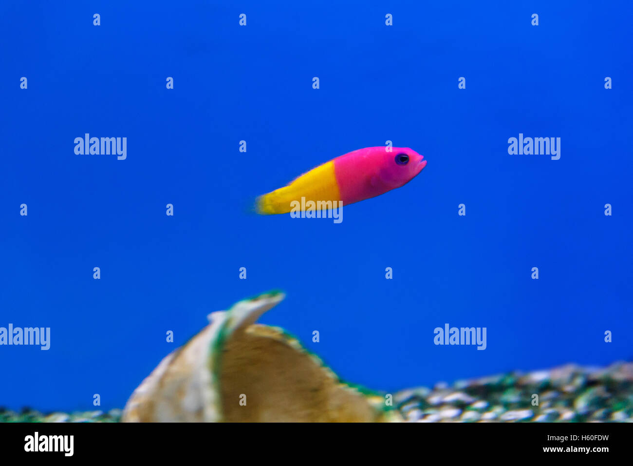 Un piccolo pesce pseudochromis con colori vividi e nuoto in acquario Foto Stock