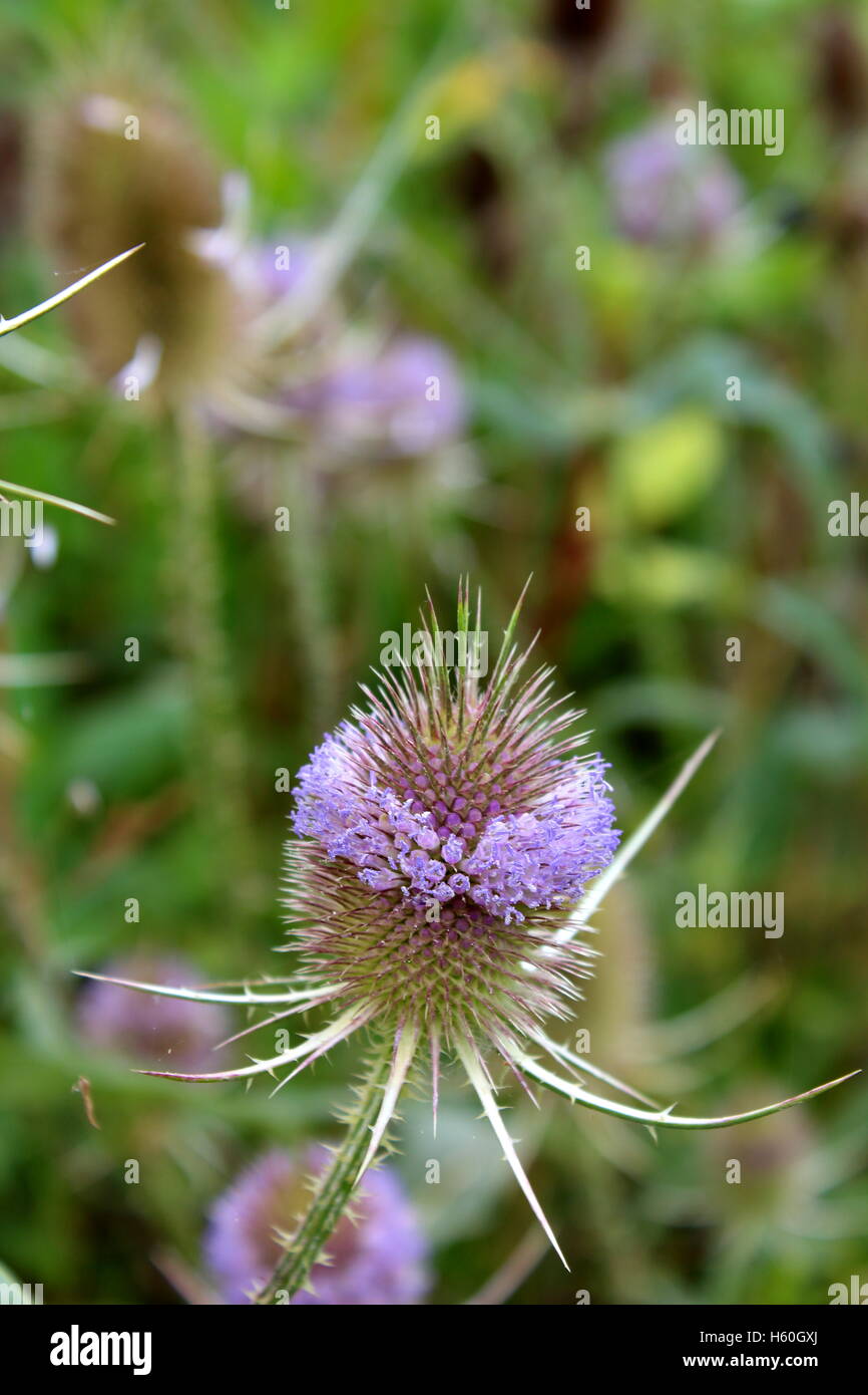Wild (teasel Dipsacus fullonum) Foto Stock