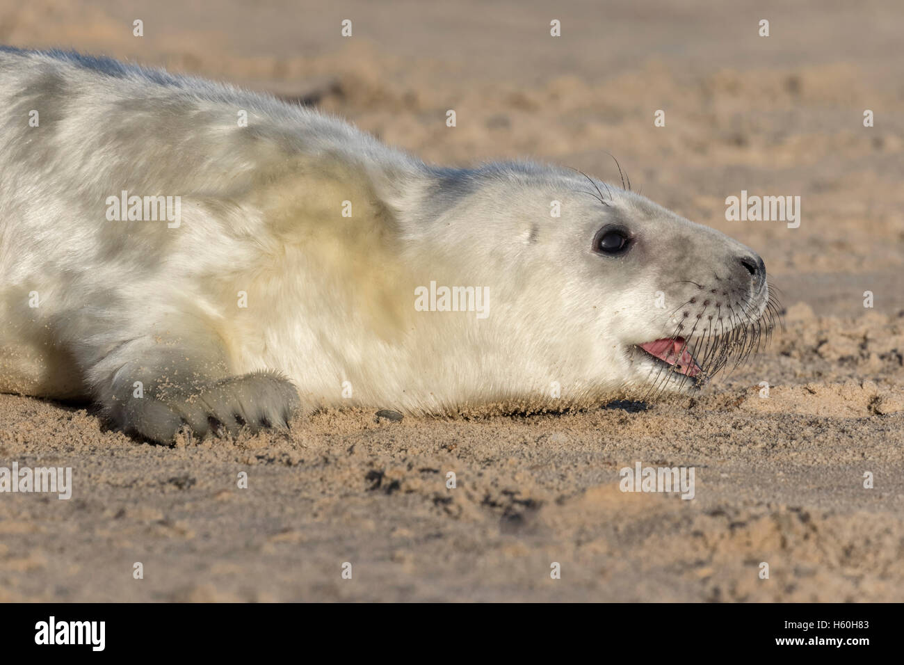 Grey Seal pup Foto Stock