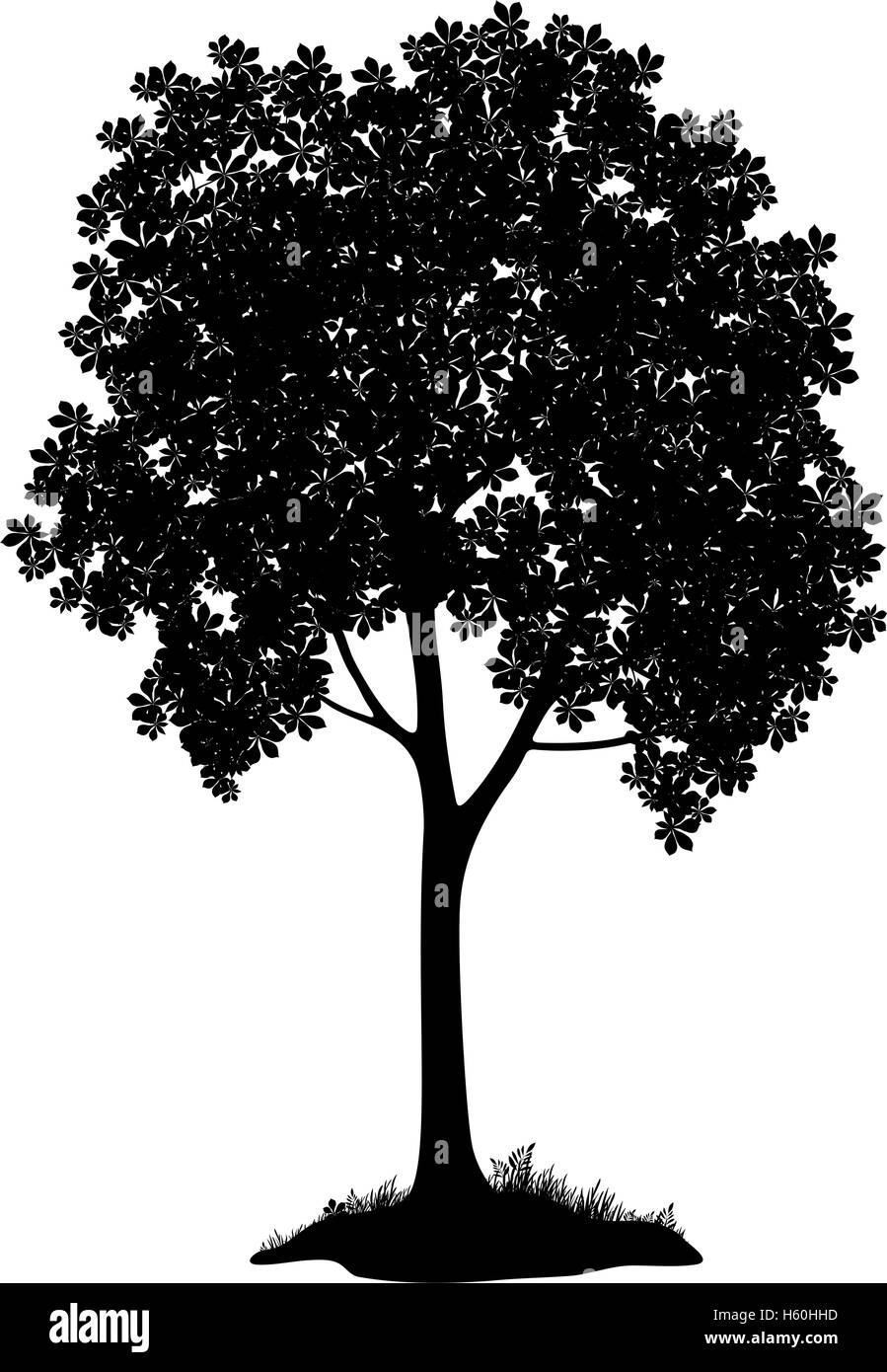castagno disegno - 3 Albero di castagno, silhouette Immagine e Vettoriale - Alamy