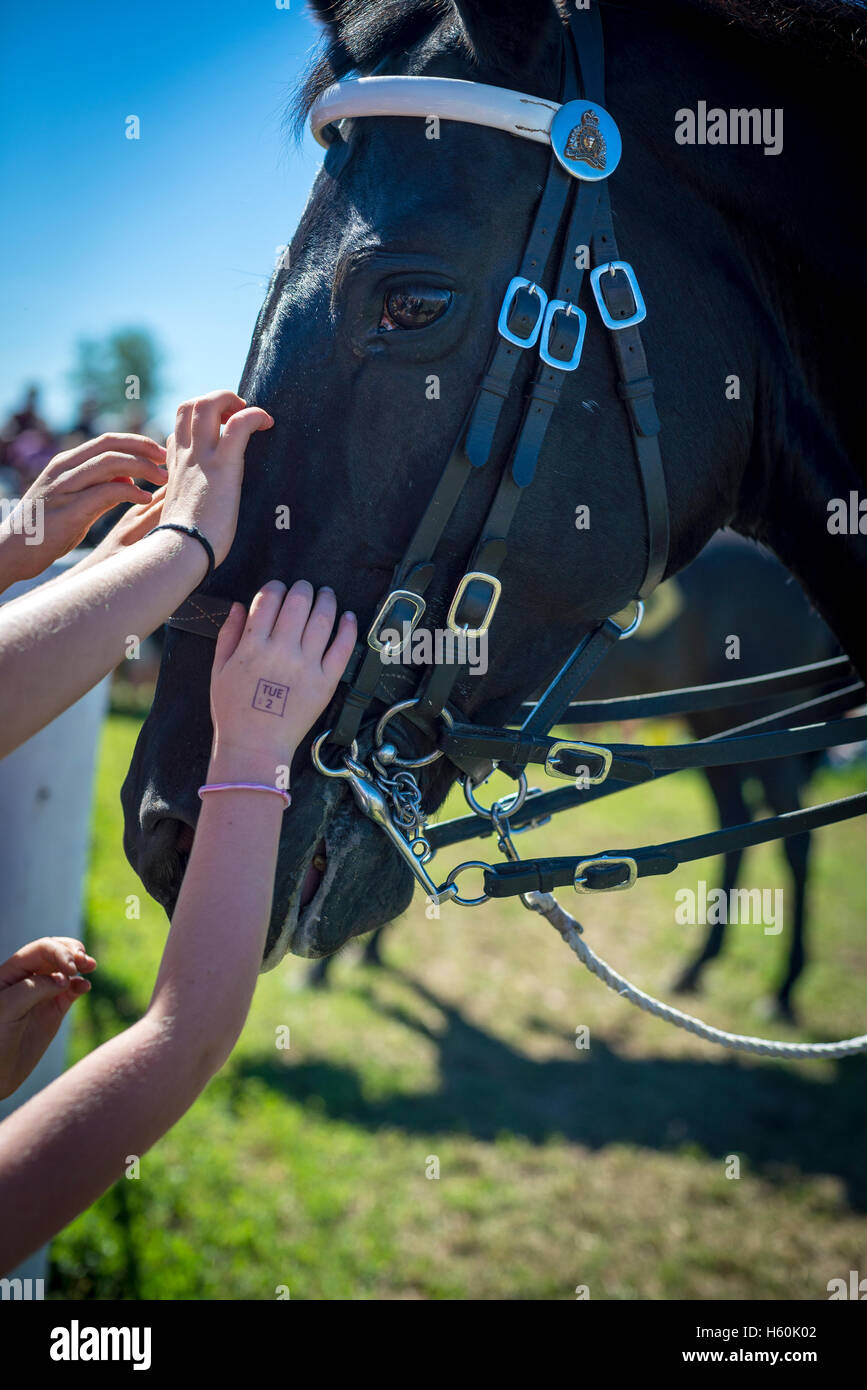 I bambini come accarezzare un RCMP cavallo nero Foto Stock