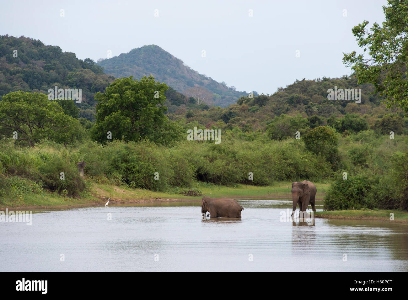 Elefante asiatico bere, Elephas maximus, Yala National Park, Sri Lanka Foto Stock
