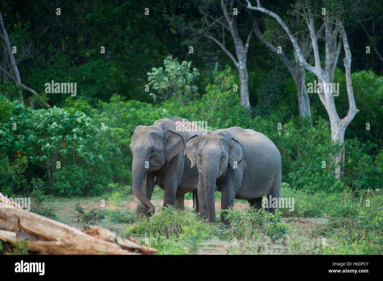 Elefanti asiatici, Elephas maximus, Yala National Park, Sri Lanka Foto Stock