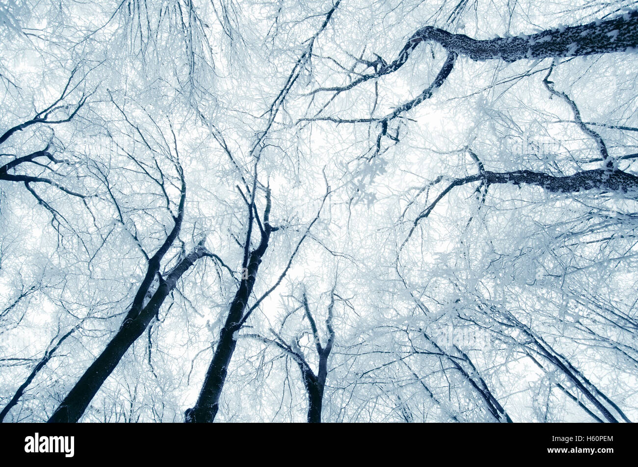 Alberi congelati in inverno Foto Stock