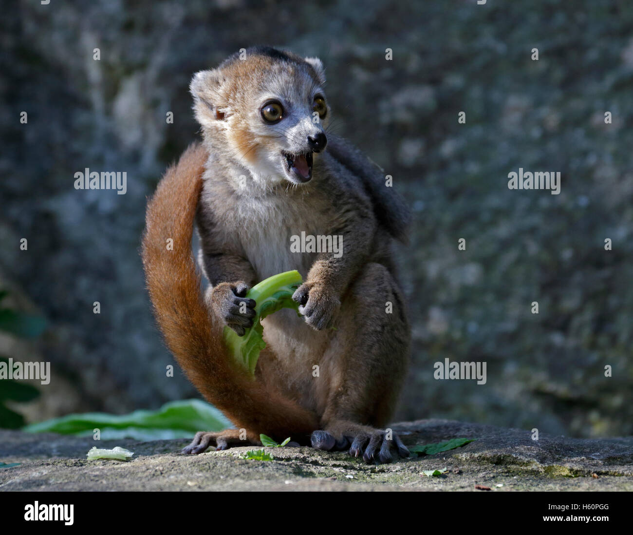 Lemure coronato (il eulemur coronatus) maschio capretti Foto Stock