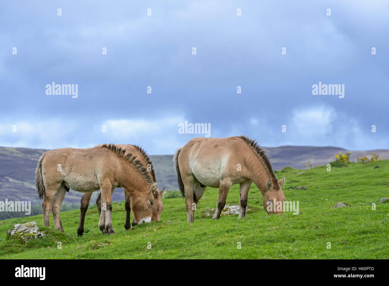 Cavalli di Przewalski (Equus ferus przewalskii) nativa per le steppe della Mongolia, in Asia centrale che pascolano nella prateria Foto Stock