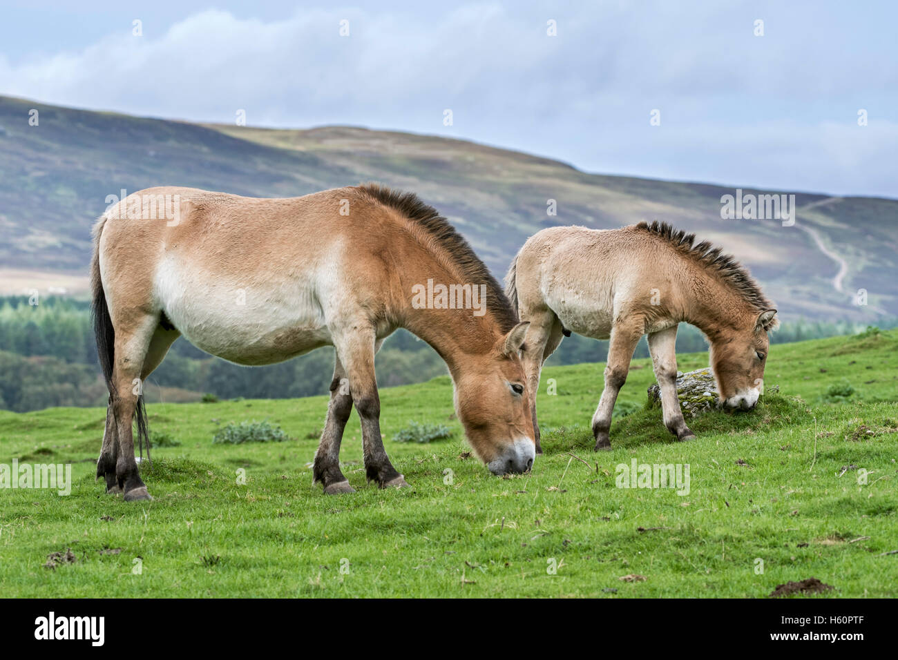 Due cavalli di Przewalski (Equus ferus przewalskii) nativa per le steppe della Mongolia, in Asia centrale che pascolano nella prateria Foto Stock