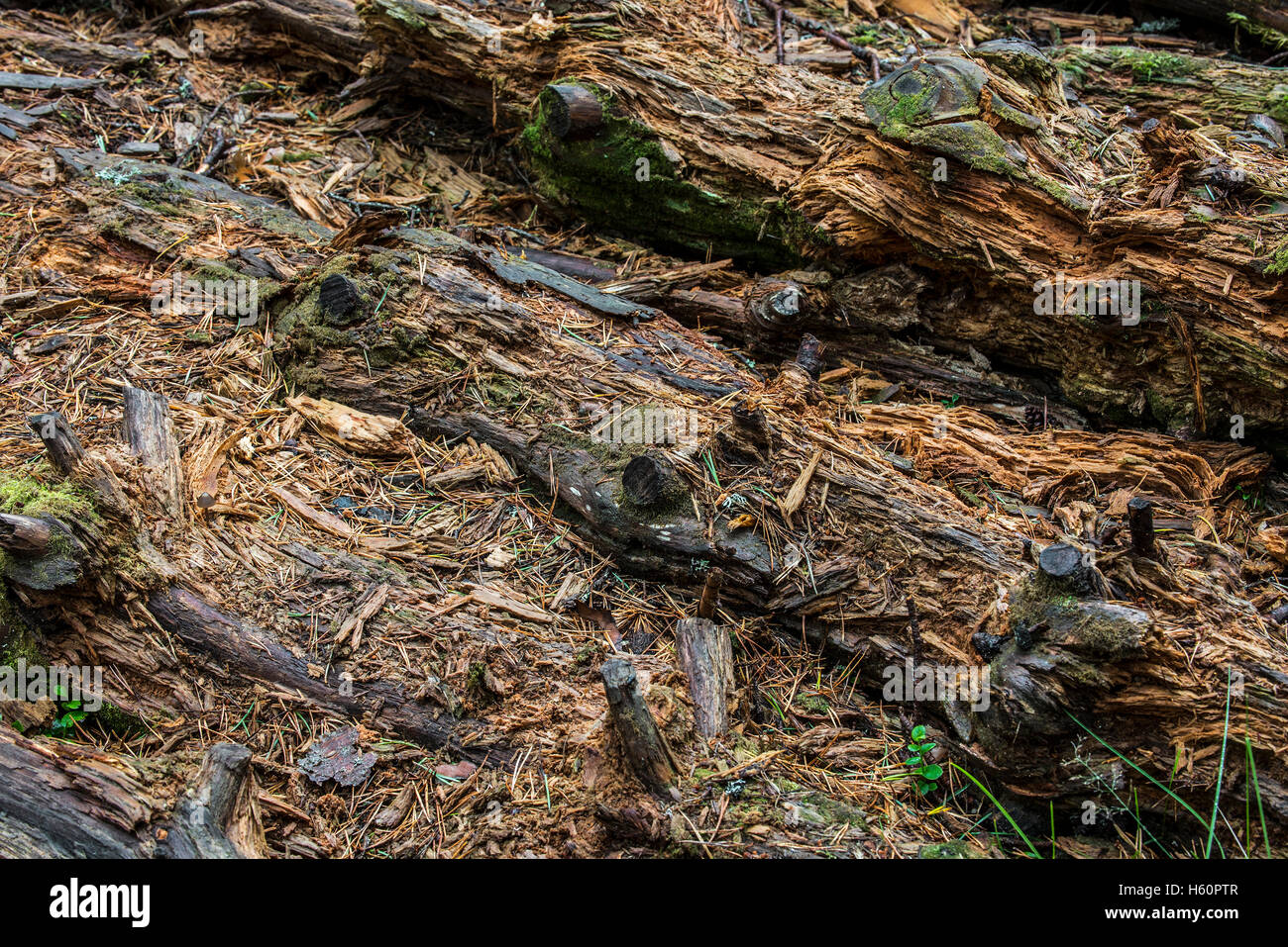Decadendo pino tronchi lasciati a marcire sul suolo della foresta come legno morto, habitat per gli invertebrati, muschi e funghi Foto Stock