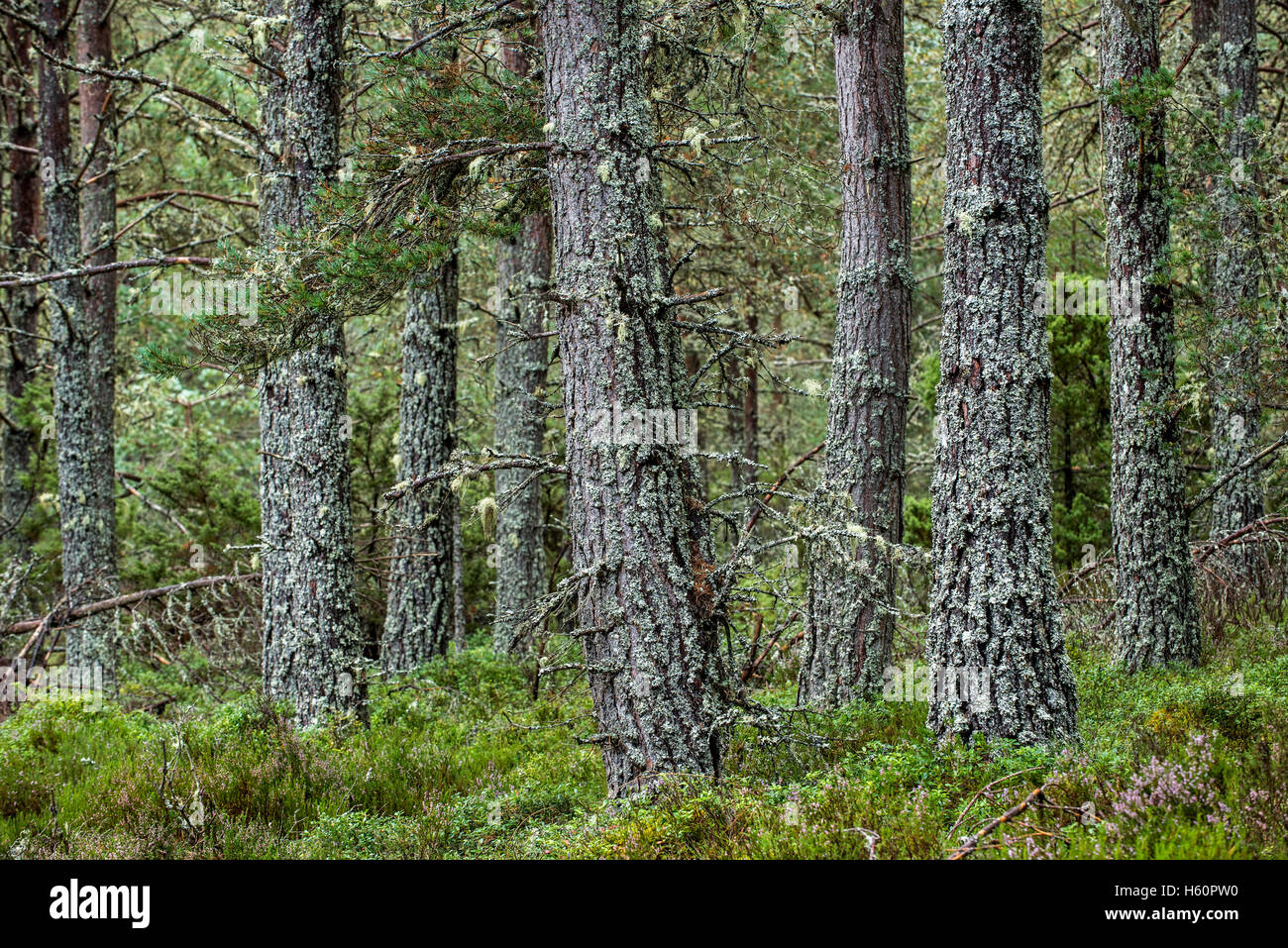Di Pino silvestre (Pinus sylvestris) alberi nel bosco, Abernethy Forest, il resto del Caledonian foresta di Strathspey, Scotland, Regno Unito Foto Stock