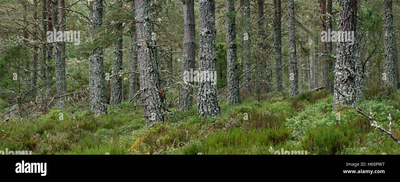 Di Pino silvestre (Pinus sylvestris) alberi nel bosco, Abernethy Forest, il resto del Caledonian foresta di Strathspey, Scotland, Regno Unito Foto Stock