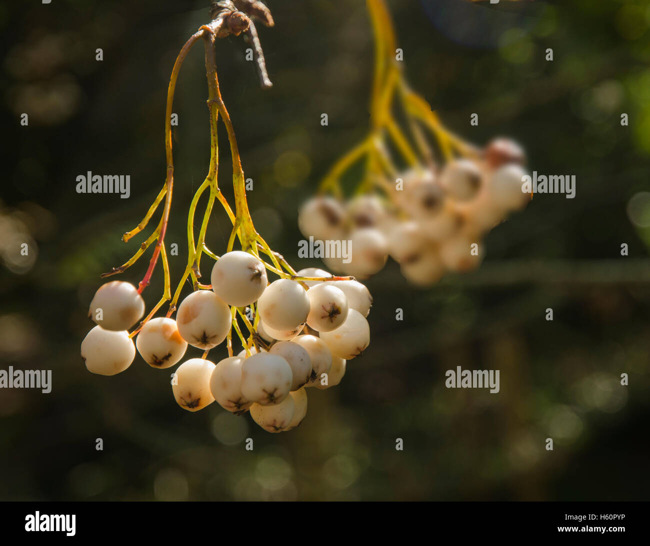 Bacche bianche pendenti da albero in autunno Foto Stock