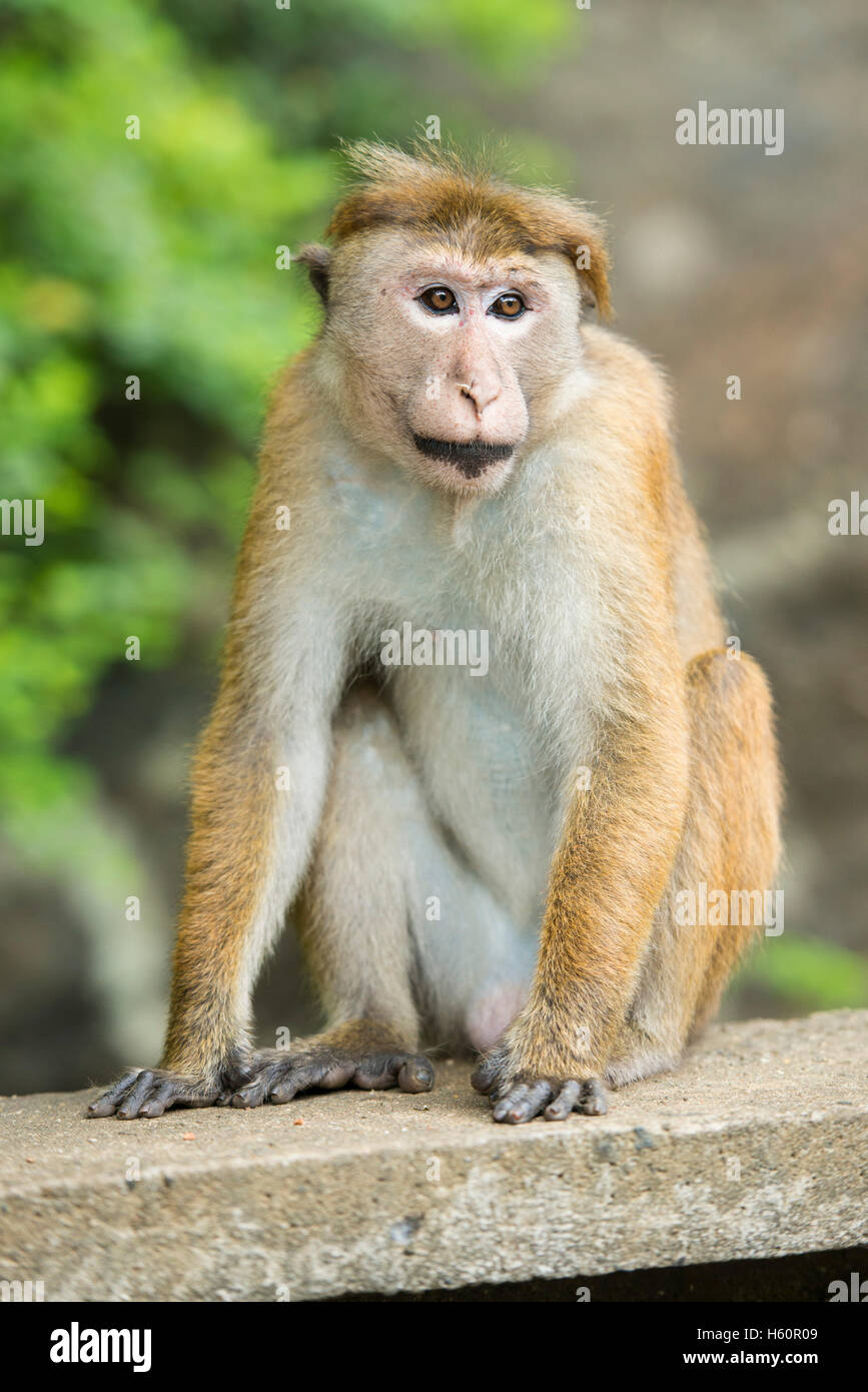 Toque macaque, Macaca sinica sinica, Badulla, Sri Lanka Foto Stock