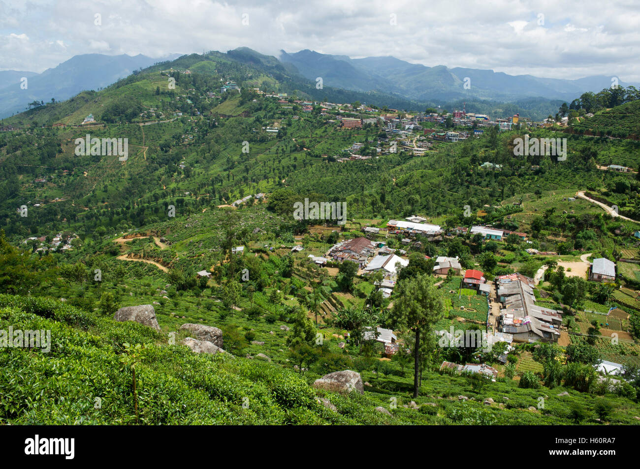 Le piantagioni di tè intorno Haputale, Sri Lanka Foto Stock