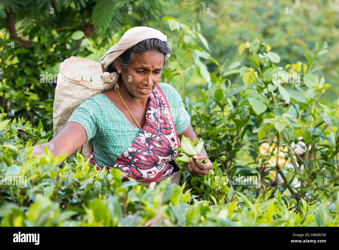 Il Tamil raccoglitrice di tè al lavoro, Haputale, Sri Lanka Foto Stock