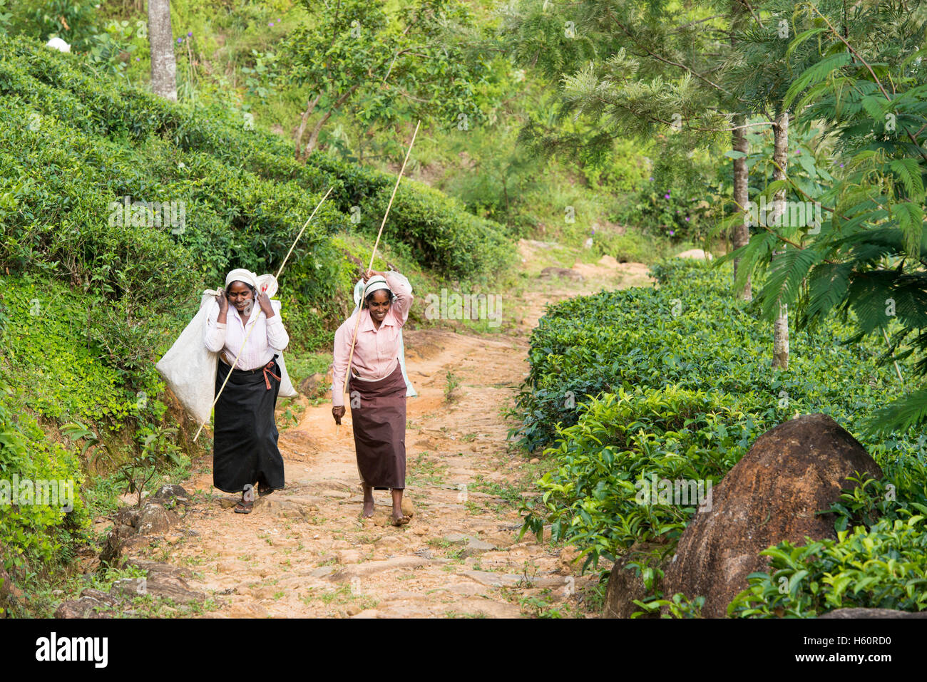 Il Tamil raccoglitrice di tè in piantagione di tè, Haputale, Sri Lanka Foto Stock