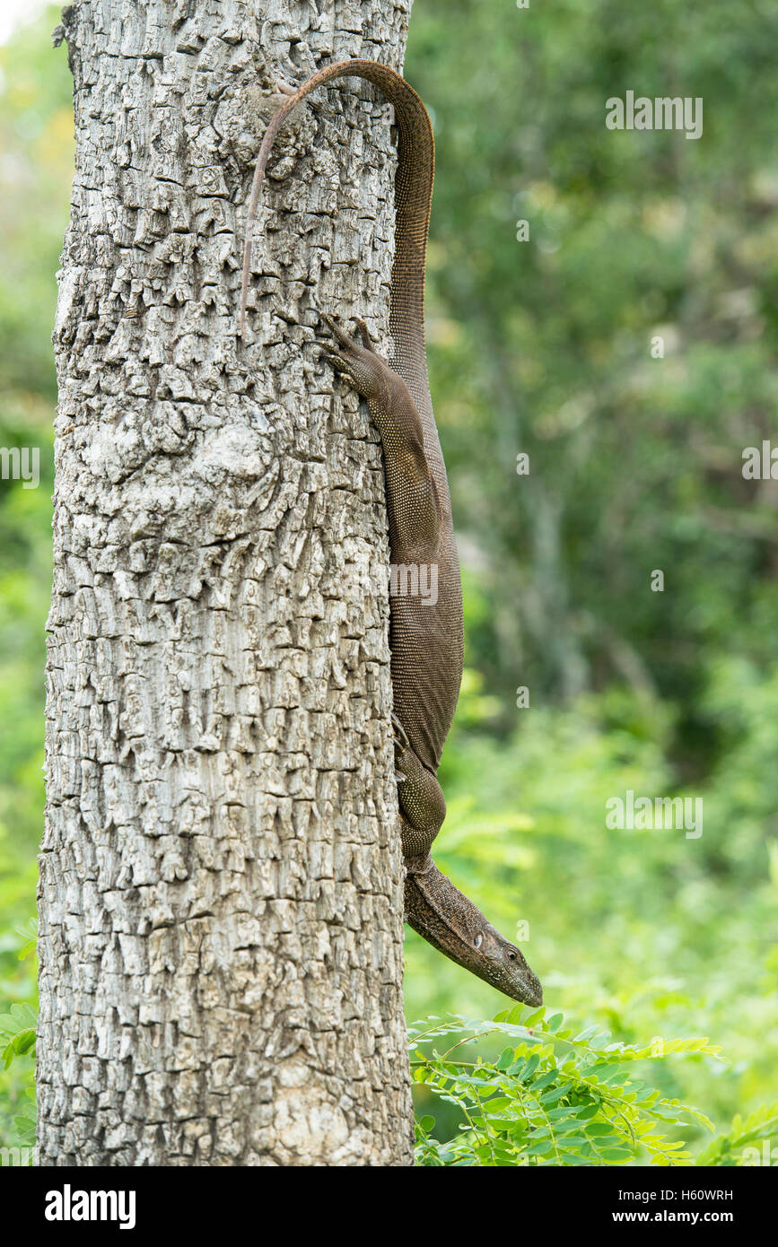 Monitor di terra in un albero (Varanus bengalensis), Yala National Park, Sri Lanka Foto Stock