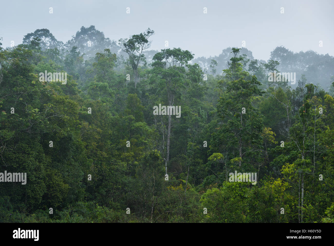 La foresta pluviale tropicale,Parco nazionale Khao Yai Thailandia Foto Stock